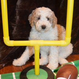Goldendoodle Puppies from Happy Valley Doodles