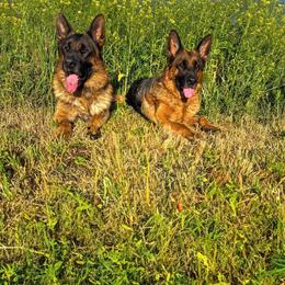 German Shepherd puppies from Semper Fi K9 Montana