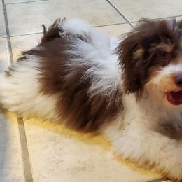 Aussiedoodles, Cockapoos, and Poodles from Emerald J Doodles