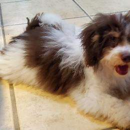Aussiedoodles, Cockapoos, and Poodles from Emerald J Doodles