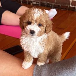 Yosemite - Apricot male Aussiedoodle puppy in Arlington, Washington from Doodle Love Laugh