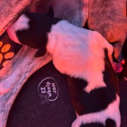 Lilly - White female Whippet puppy in Katy, Texas from Texas Diamond Whippets
