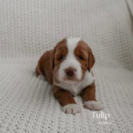 Tulip - Red  female Goldendoodle puppy in Salem, Virginia from Aloha Doodles & Poodles