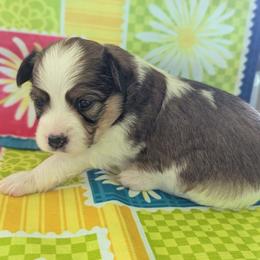 Boy 3 - White and sable male Papillon puppy in Joshua, Texas from Summertime Kennels