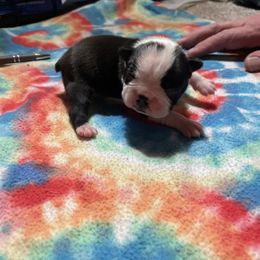 Bobby - Black and white male Boston Terrier puppy in Preston, West Virginia from Charlie’s Pride