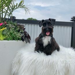 Molly - Miniature Schnauzer
