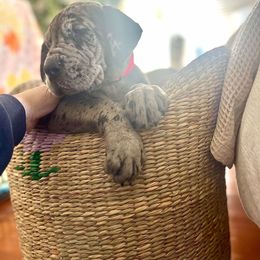 Great Dane Puppies from Phoenix Family Danes