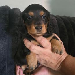 Charlie - Black and tan female Dachshund puppy in Willcox, Arizona from Tootsie's Tiny Toes