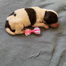 Mama Mia - Parti female Labradoodle puppy in Camden, North Carolina from Oopsie Doodles of NC