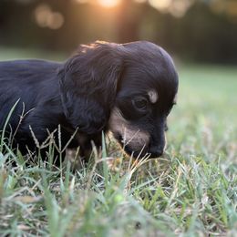 Monica - Black and cream female Dachshund puppy in Norman, Oklahoma from Liberty Acres OK