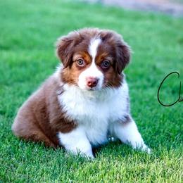Shiloh - Red tri female Miniature Australian Shepherd puppy in Prague, Oklahoma from Clay Creek Aussies