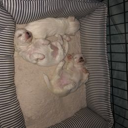 Maltese Puppies from California AKC Maltese & Yorkies