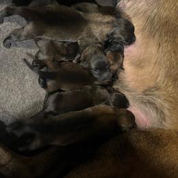 Puppy 3 - Mahogany female Belgian Malinois puppy in Centreville, Maryland from Barbihaus Kennels