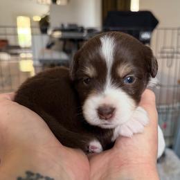 Breeze - Red tri-color female Miniature American Shepherd puppy in Phoenix, Arizona from Outlaw Minis