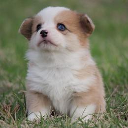 Light Sable Merle Female - Sable merle and white female American Corgi puppy in Cameron, Texas from Moonstone Corgis & Frenchies