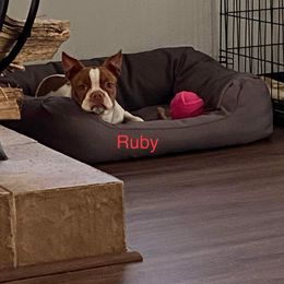 Ruby - Boston Terrier