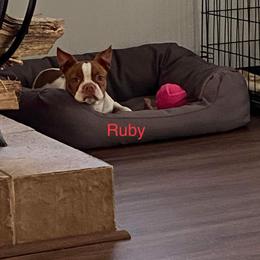 Ruby - Boston Terrier