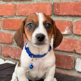 Cooper - Piebald male Dachshund puppy in Arcadia, California from Cruz Industries - Dachshund Company & French Bulldog Company