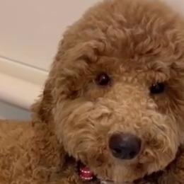 Sushi - Poodle