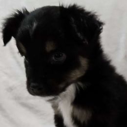 Cupid - Black tri Miniature Australian Shepherd puppy in Olton, Texas from Rejino Mini & Toy Aussies