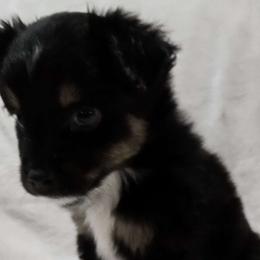 Cupid - Black tri Miniature Australian Shepherd puppy in Olton, Texas from Rejino Mini & Toy Aussies