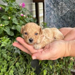 Surfer - Red  male Poodle puppy in Wharton, Texas from In the Red Poodles
