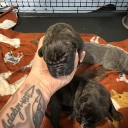 Comet - Black brindle male Cane Corso puppy in Brazil, In, Indiana from Lazy A Ranch & Kennels