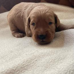 Roxy - Golden female Golden Retriever puppy in Wellington, Colorado from High Country Golden Retrievers