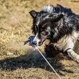 Border Collie puppies from R3 Sport Dogs (Rafter 3 Ranch)