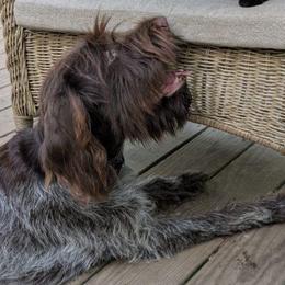 Goldendoodles and Wirehaired Pointing Griffons from Ole Poor Farm