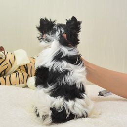Biewer Terrier and Yorkshire Terrier Puppies from Niczarbiewers