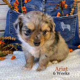 Ariat - Blue merle female Miniature Australian Shepherd puppy in El Dorado Springs, Missouri from OR Aussies