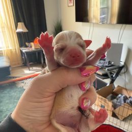 Girl 1 - Fawn and white Chihuahua puppy in Lees Summit, Missouri from Divine K9s LLC