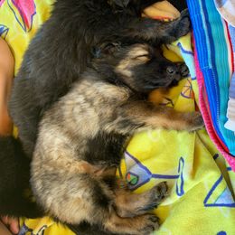 German Shepherd and White Shepherd Puppies from Scenic Creek German Shepherds