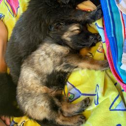 German Shepherd and White Shepherd Puppies from Scenic Creek German Shepherds