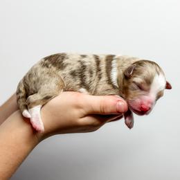 Theo - Brown merle male Aussiedoodle puppy in Sharpsburg, Georgia from Steindoodles