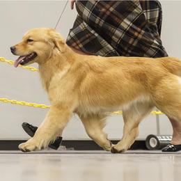 Britney - Golden Retriever