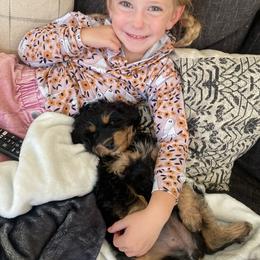 Cavapoo Puppies from PuppybuddyUSA