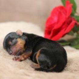 Max - Black and tan male Yorkshire Terrier puppy in Battle Ground, Washington from Joyful Yorkies
