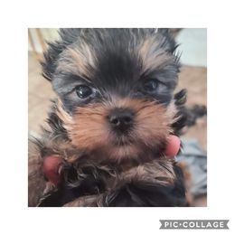 Yorkshire Terrier Puppies from Empress Kiss Yorkies