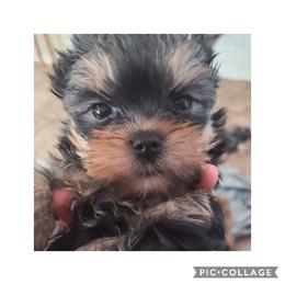 Yorkshire Terrier Puppies from Empress Kiss Yorkies