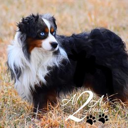 Call - Toy Australian Shepherd