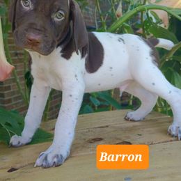 Barron - Liver and white male German Shorthaired Pointer puppy in Elberta, Alabama from Old Orchard Farm