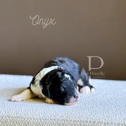 Onyx - Black and white male Bernedoodle puppy in Tulsa, Oklahoma from The Poodle Co. Raising Doodles & Poodles