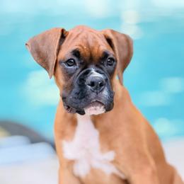 Blue GIRL - Fawn female Boxer puppy in Georgia from Stephanie’s Boxers