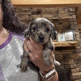 Chloe - Dapple female Dachshund puppy in Dike, Texas from Texas Blessed Dachshunds