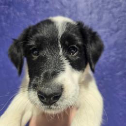 Male pup 2 - White black and tan male Smooth Fox Terrier puppy in Lake City, Florida from Providence Kennels