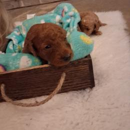 Red collar boy - Red  male Poodle puppy in Hogansville, Georgia from Grace Colt Farms