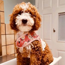 Cavapoo and Goldendoodle Puppies from Lake Cumberland Doodle Farm