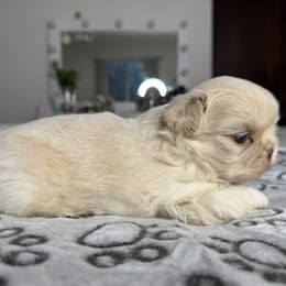 Shih Tzu Puppies from Horacio Basulto's Shih Tzu